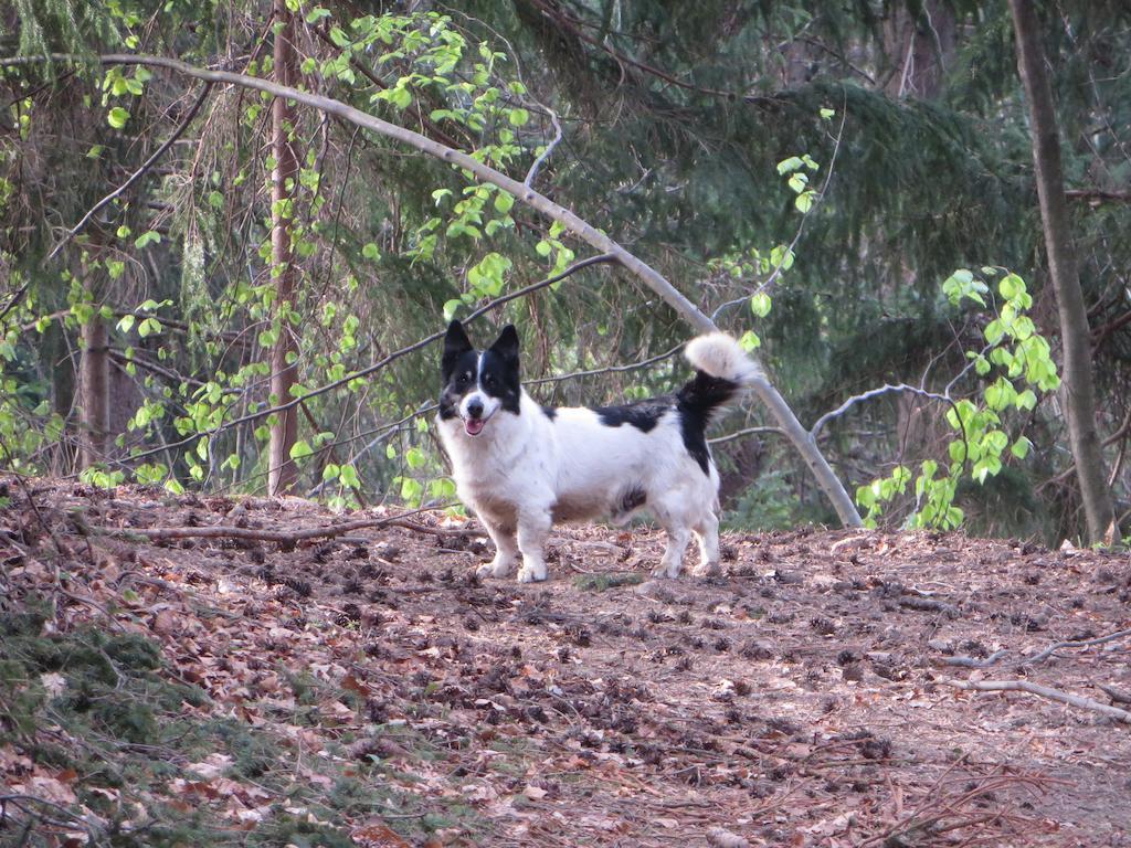Sostanj Country House Apat מראה חיצוני תמונה